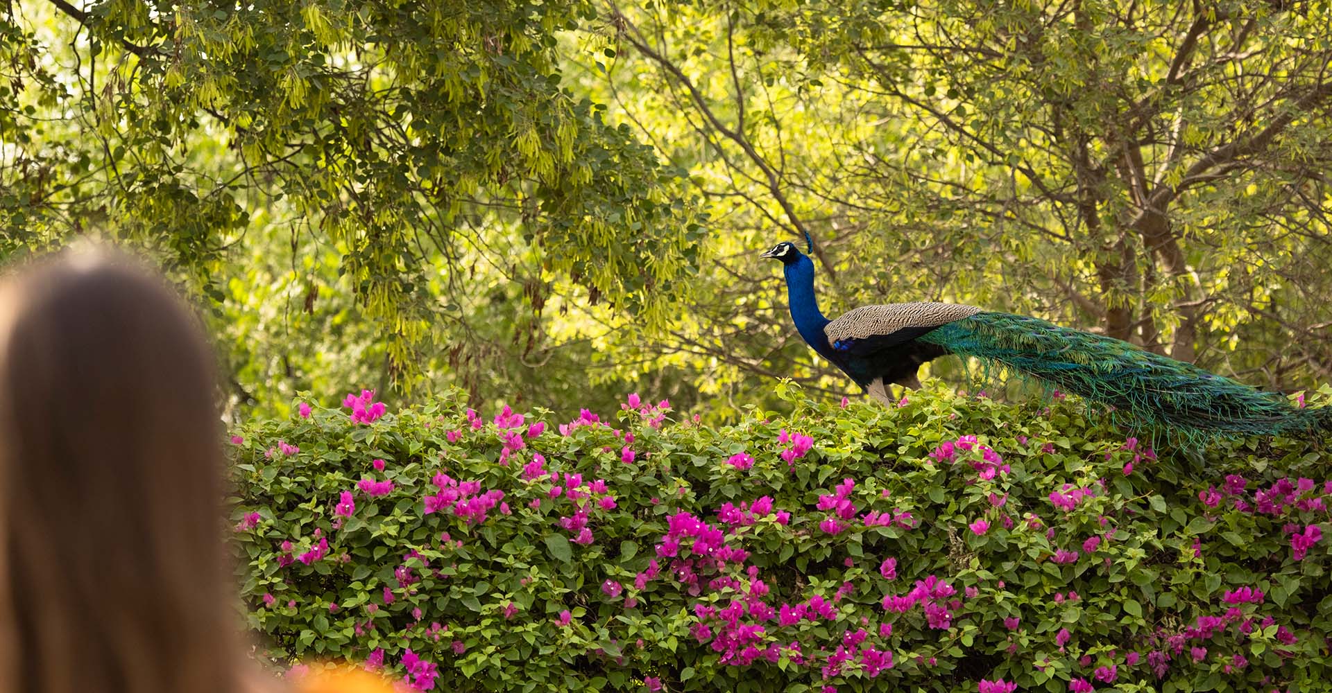 The Oberoi Group, Trident, Agra
