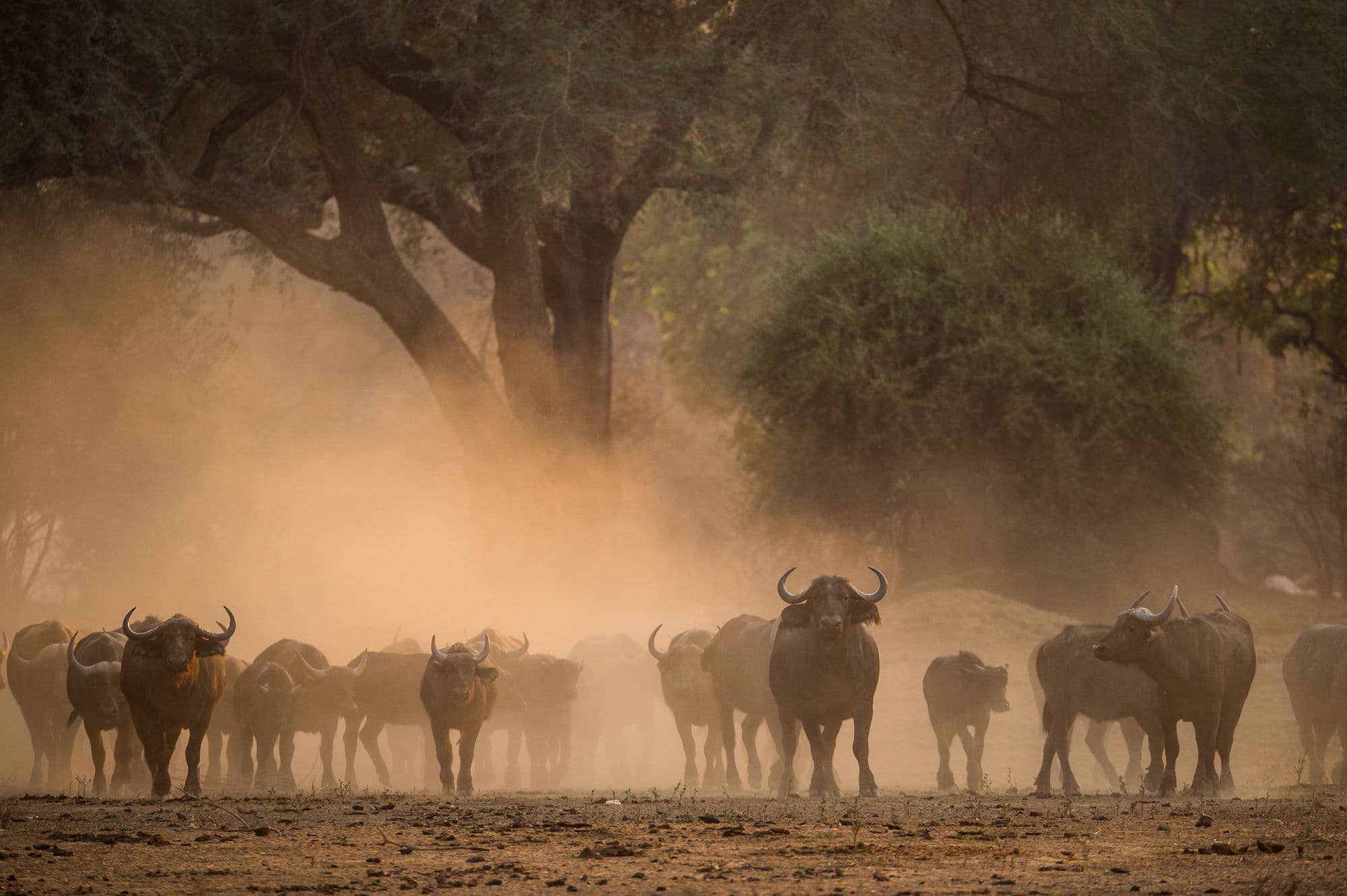 Wilderness Mara